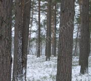 лучшая бревесина