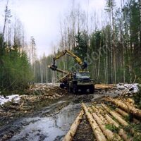 грузим срубленные стволы на лесовоз